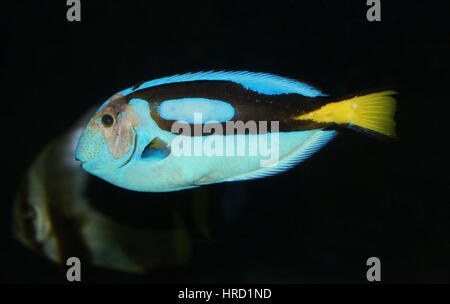 Pacific Blue Tang (Paracanthurus hepatus), aka Regal or Royal Blue Tang or Blue Flagtail surgeonfish, aka 'Dory' Stock Photo