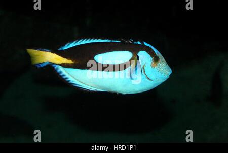 Pacific Blue Tang (Paracanthurus hepatus), aka Regal or Royal Blue Tang or Blue Flagtail surgeonfish, aka 'Dory' Stock Photo