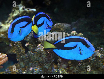 Three Pacific Blue Tangs (Paracanthurus hepatus), aka Regal or Royal Blue Tang or Blue Flagtail surgeonfish, aka 'Dory' Stock Photo