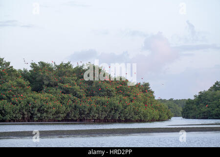 Scarlet Ibis (Eudocimus ruber). Flying in to night time roosting sites a amongst Mangroves Caroni  Swamp. Trinidad. Caribbean. West Indies. Stock Photo