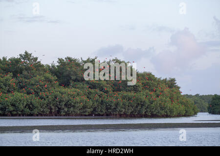 Scarlet Ibis (Eudocimus ruber). Flying around mangroves (Rhizophoraceae) before settling to roost for the night. Caroni Swamp. Trinidad. Southern Cari Stock Photo
