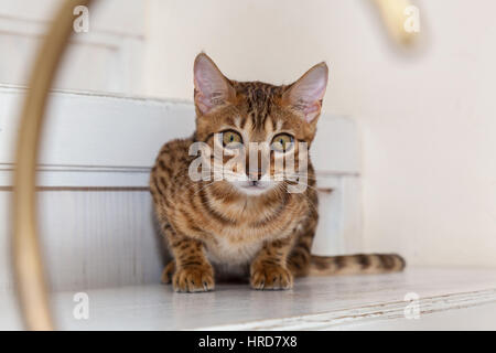Bengal cat,Small playful Bengal cat lying on the steps waiting for the game. Stock Photo