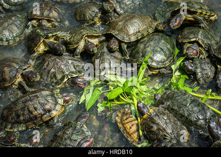 Illustration of Signs Turtles Need Radish Leaves