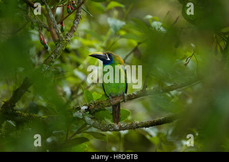 The Emerald Toucanet, Aulacorhynchus prasinus, is a smaller member of the toucan family found in mountainous areas of tropical Mexico and Central Amer Stock Photo