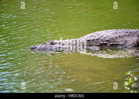 Old big Broad-snouted caiman (Caiman latirostris), photographed in Espírito Santo, Brazil. Atlântic forest biome. Stock Photo