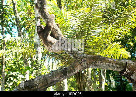 Brown-throated sloth (Bradypus variegatus), photographed in Sooretama, Espírito Santo - Southeast of Brazil. Atlantic Forest Biome.