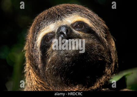 Brown-throated sloth (Bradypus variegatus), photographed in Sooretama, Espírito Santo - Southeast of Brazil. Atlantic Forest Biome.
