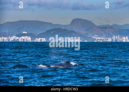 Humpback whale (Megaptera novaeangliae) top fin display in front o the city of Vitória, Espírito Santo, Brazil. Atlântic Ocean. Stock Photo