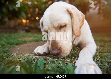 Labrador dog sleep on green grassin sunny day. Closeup of labrador head sleeping outside Stock Photo