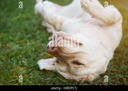 Cute brown labrador happy on park grass. Enjoing labrador dog Stock Photo
