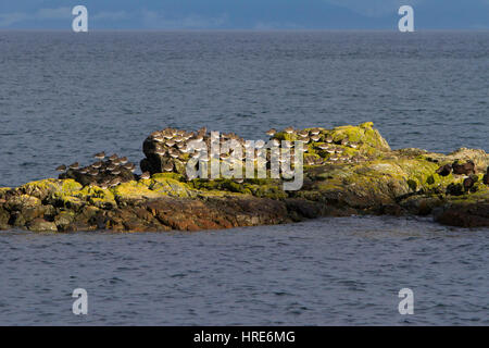 Flocks of Surfbird (Aphriza virgata) and Black Oystercatcher (Haematopus bachmani) on rocks at Neck Point, Nanaimo, Vancouver Island, BC, Canada Stock Photo