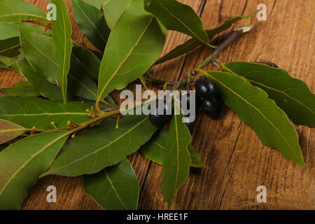 Laurel leaves with berries on the wood background Stock Photo
