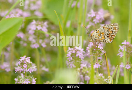 Monarch butterfly feeding on flower Stock Photo