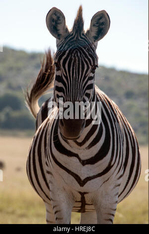 Close up of a zebra standing in a field, South Africa Stock Photo