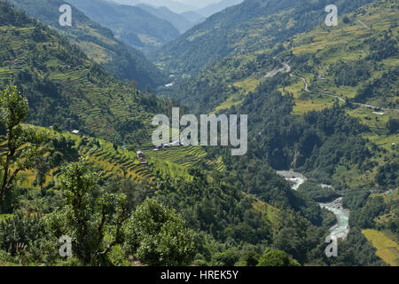Rice fields in the Himalayas, Nepal Stock Photo