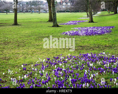 Purple and White Crocus Flowers on The Stray in Early Spring Harrogate North Yorkshire England Stock Photo