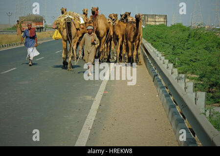 A herd of camels being moved along the Gujarat state highway, India. They are a traditional form of transport still widely used in the area Stock Photo