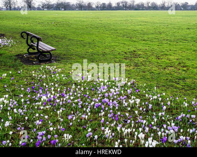 Wooden Bench and Crocus Flowers on The Stray in Early Spring Harrogate North Yorkshire England Stock Photo