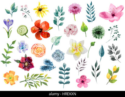 Set of Watercolor Floral Elements. Vector Illustration Stock Photo - Alamy