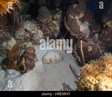 Underwater night scene with hiding in the cave of the wild lobster, Cuban diving Stock Photo