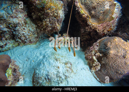 Underwater night scene with hiding in the cave of the wild lobster, Cuban diving Stock Photo