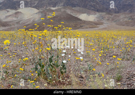 Close-up of a cluster of yellow and white wildflowers with more yellow flowers and a mountain in the background. Springtime in Death Valley NP. Stock Photo