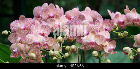 Pink Phalaenopsis National Orchid Garden Singapore Stock Photo