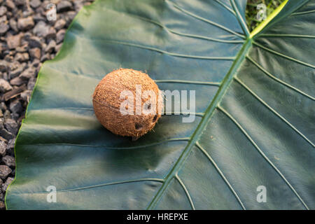 coconut on leaf Stock Photo
