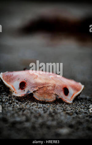 Crab washed up on beach Stock Photo