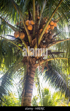 coconuts on palm Stock Photo