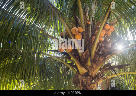 coconuts on palm Stock Photo