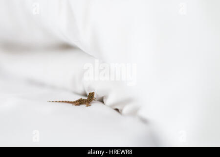 Little lizard in white bed Stock Photo