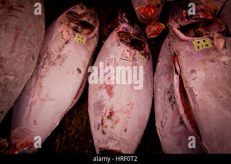 Frozen tuna for sale at Tsukiji Market, Tokyo, Japan Stock Photo