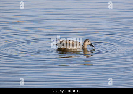 Male gadwall duck Latin name anas strepera family anatidae vulnerable status swimming in Sentina nature reserve in Porto D'Ascoli Italy by Ruth Swan Stock Photo