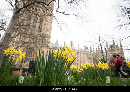 Daffodils in Victoria Tower Gardens in Westminster, London on St David's Day.