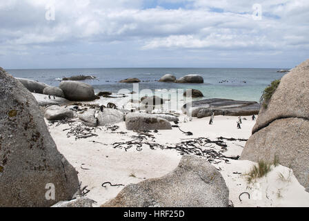 The colony of African penguins on Boulders beach, South Africa Stock Photo