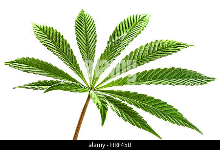Marijuana nine tip cannabis leaf in color and isolated on white background. Fully illuminated this beautiful green marijuana leaf is pure marijuana lo Stock Photo