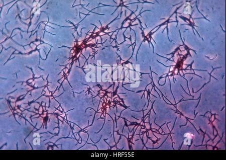 Lactobacillus acidophilus, LM Stock Photo