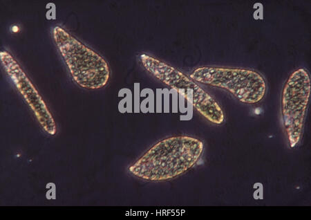 Euglena gracilis Stock Photo