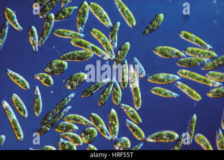 Euglena gracilis, LM Stock Photo