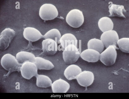 Micrococcus agilis, SEM Stock Photo