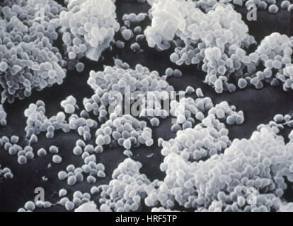 Micrococcus agilis, SEM Stock Photo