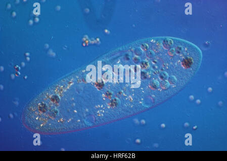 Paramecium caudatum (LM) Stock Photo