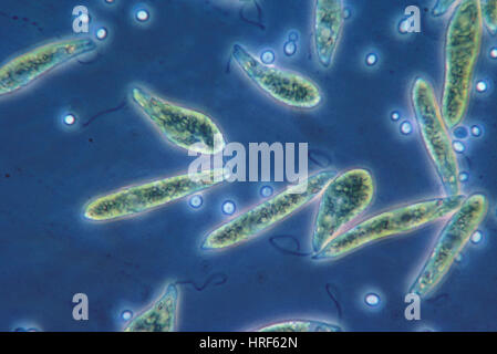 Euglena gracilis, LM Stock Photo