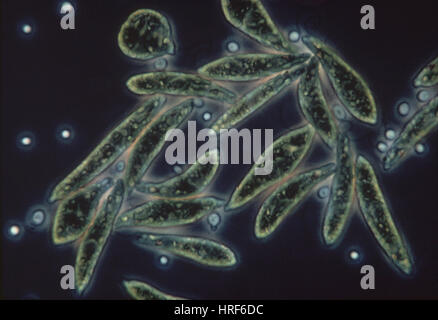 Euglena gracilis Stock Photo