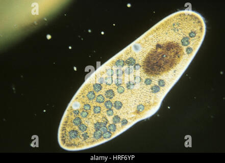 Protozoa, Paramecium caudatum, LM Stock Photo