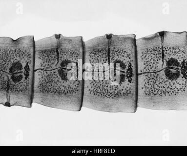 Dog Tapeworm Stock Photo