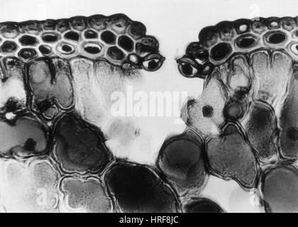 Cuticle and Epidermal Cells in Pine Leaf, LM Stock Photo