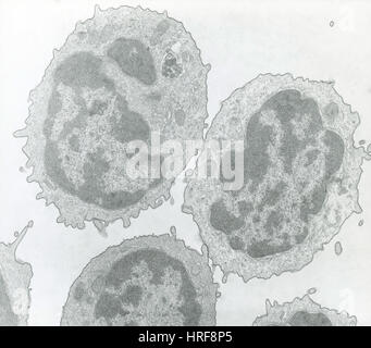 Mouse Lymphocyte, TEM Stock Photo