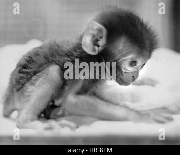 baby rhesus monkey experiment